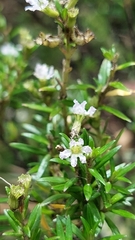 Cuphea hyssopifolia