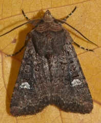 Dryobota labecula