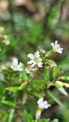 Cuphea hyssopifolia