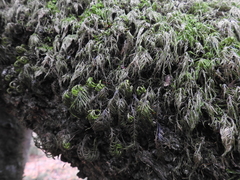 Dendroalsia abietina