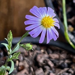 Symphyotrichum divaricatum