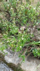 Cuphea hyssopifolia