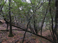 Quercus agrifolia