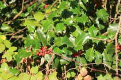 Ilex aquifolium