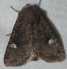 Dryobota labecula
