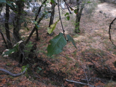 Quercus agrifolia