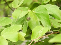 Bauhinia forficata
