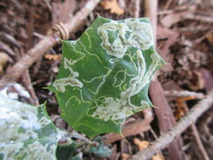 Phytomyza ilicicola