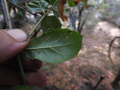 Quercus agrifolia