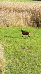 Cervus elaphus elaphus