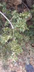 Ceanothus sonomensis