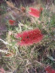 Melaleuca linearis