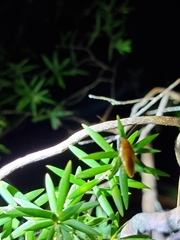 Ellipsidion humerale