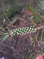 Melaleuca linearis