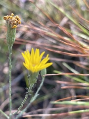 Pityopsis tracyi
