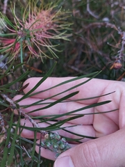 Melaleuca linearis