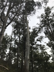 Eucalyptus regnans