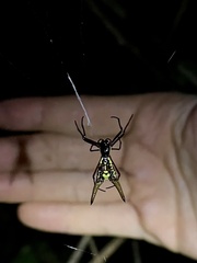 Micrathena sexspinosa