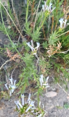 Lobelia comosa