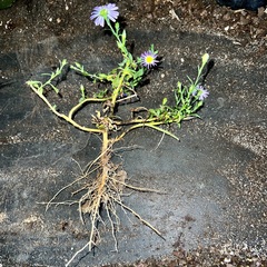 Symphyotrichum divaricatum