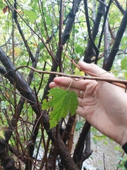 Physocarpus capitatus