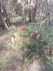 Melaleuca linearis