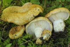 Lactarius alnicola