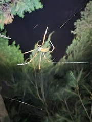 Trichonephila plumipes