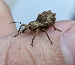 Leptopius tetraphysodes