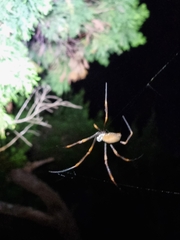 Trichonephila plumipes