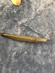 Ariolimax dolichophallus