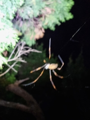 Trichonephila plumipes