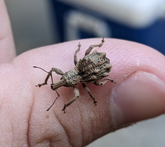 Leptopius tetraphysodes