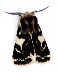 Ardices curvata