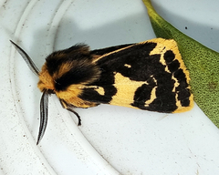 Ardices curvata