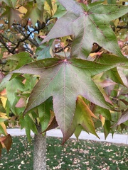 Liquidambar styraciflua