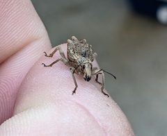 Leptopius tetraphysodes