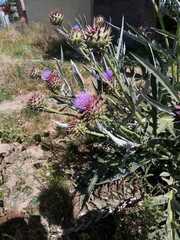 Cynara cardunculus