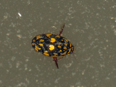 Thermonectus marmoratus