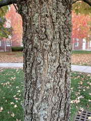 Liquidambar styraciflua