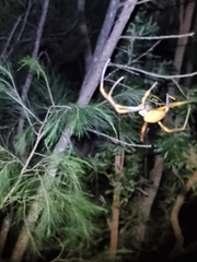 Trichonephila plumipes