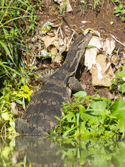 Varanus salvator bivittatus