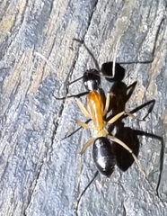 Camponotus nigriceps