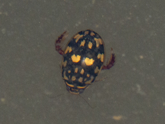 Thermonectus marmoratus