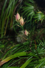 Anticlea sachalinensis