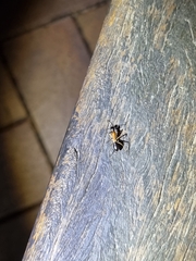 Camponotus nigriceps