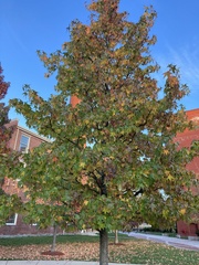 Liquidambar styraciflua