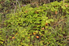 Pelargonium australe