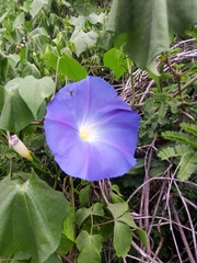 Ipomoea tricolor