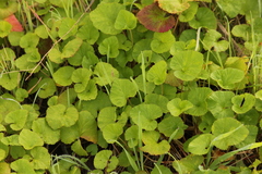 Pelargonium australe